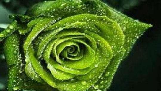 Rosa Chinensis Viridiflora