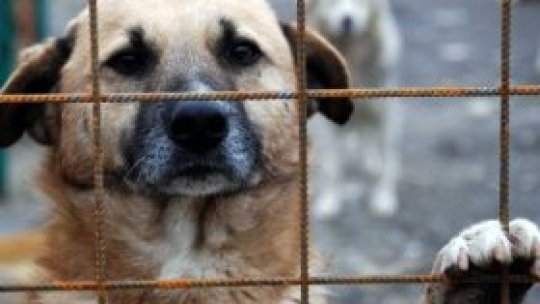 Câinii comunitari, o eternă problemă