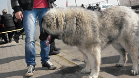 Concurs chinologic la Arad