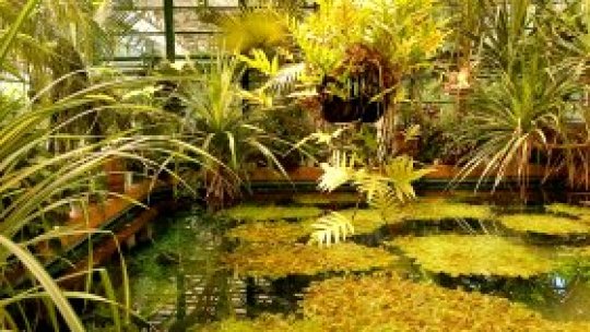 Plante de pe vremea dinozaurilor