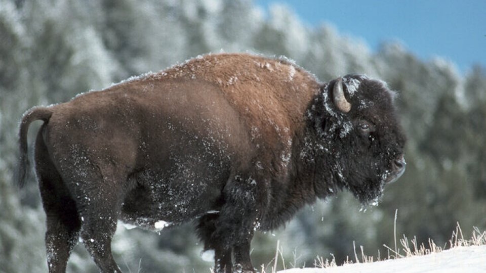 Pădurile din judeţul Neamţ, populate cu zimbri