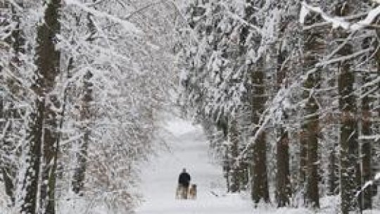 Un milion de puieţi vor fi plantaţi cu ocazia lunii pădurii