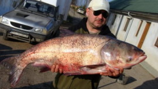 Libertatea peştilor