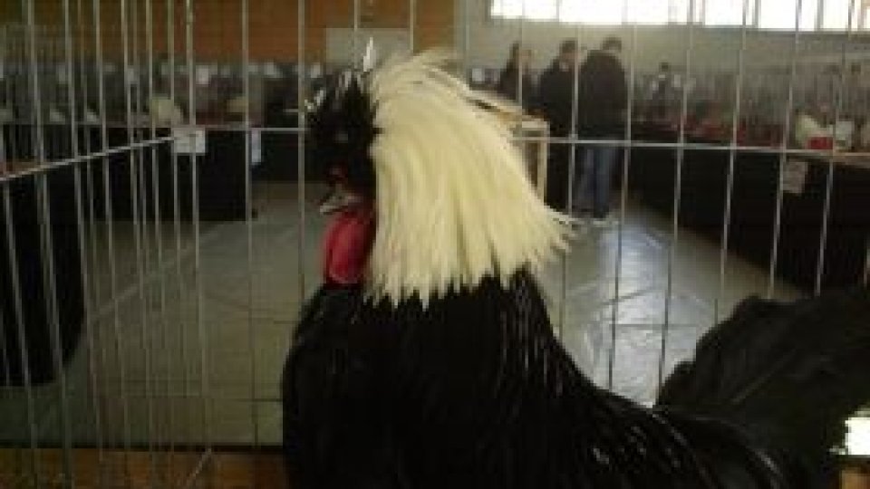 Păsări în ton cu moda