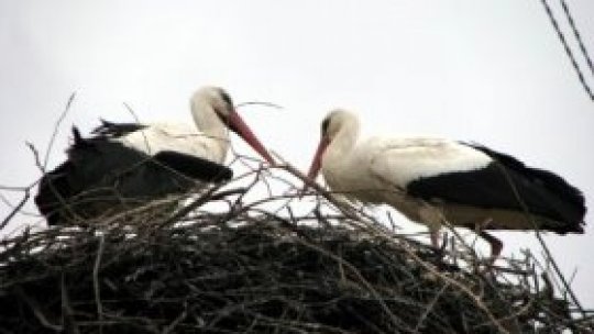 "Azilului de berze" din Cristian