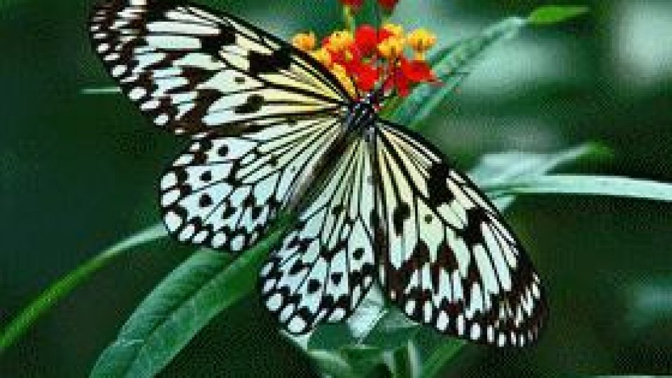 "Fluturii sunt liberi"