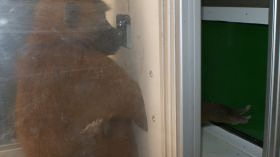 Babuinii recunosc cuvinte de până la patru litere