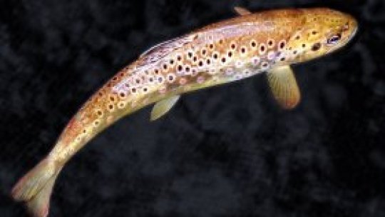 Păstrăvar profesionist