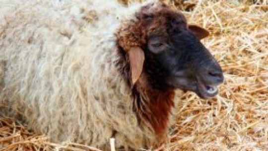 Karakul de Popăuți