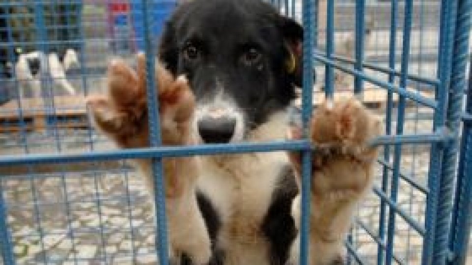 Câini comunitari agresivi din Sofia ar putea fi eutanasiaţi