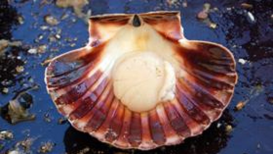 Care mai de care - 12 mai 2012