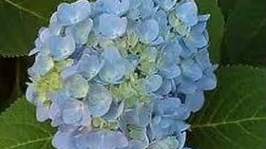 Flori în culoarea cerului