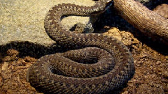 Numărul persoanelor muşcate de reptile, în creştere