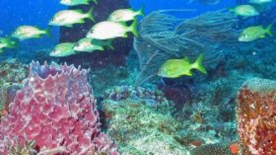 Minutul de geografie