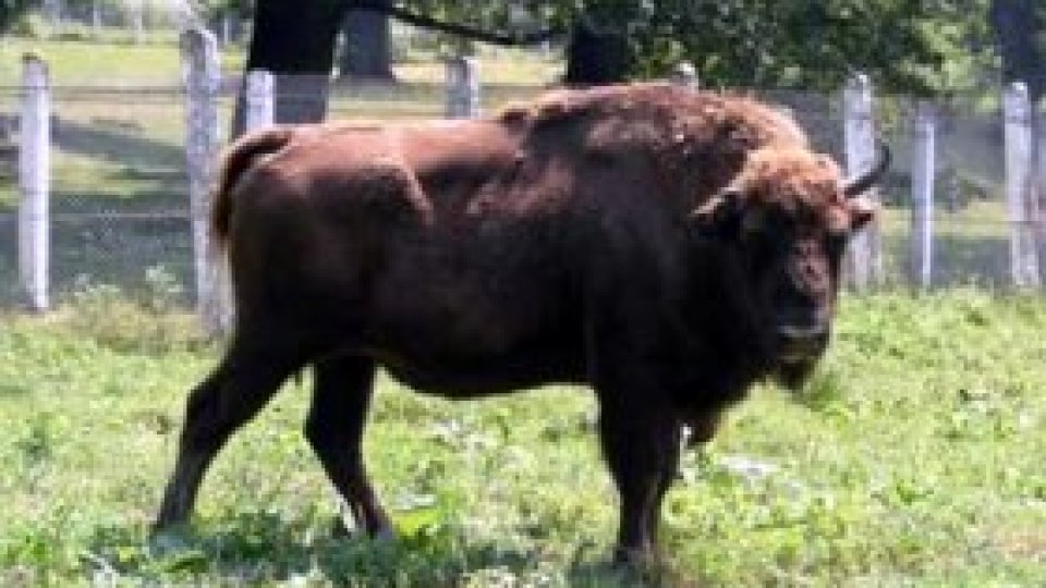 Pe urmele zimbrilor...