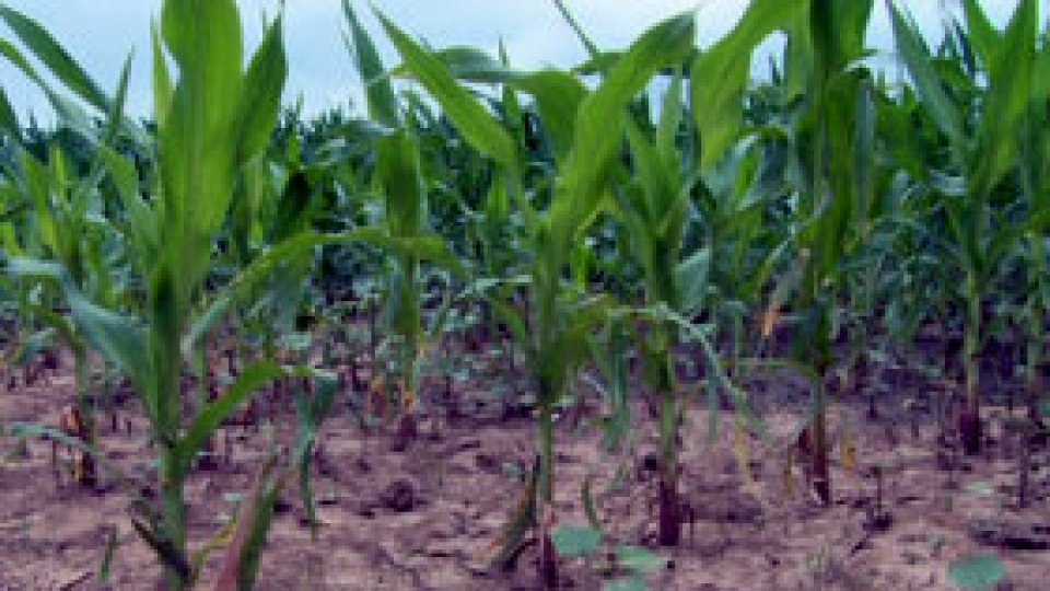 Cercetarea agricolă la... pământ