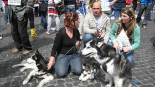 Mai multă implicare pentru sterilizarea câinilor