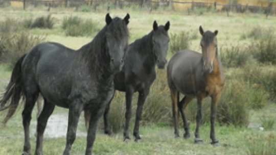 Vizite la herghelii de Ziua copilului