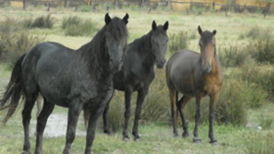 Vizite la herghelii de Ziua copilului