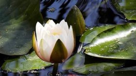 Lacul cu Nuferi de la Băile 1 Mai este în suferință