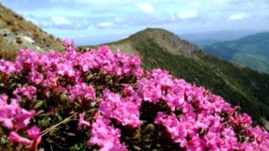 Bujorul, protejat mai bine