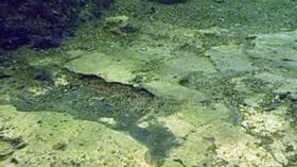 Cetatea Callatis, o posibilă atracție turistică