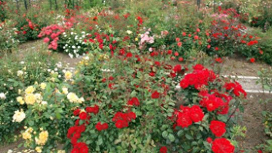 "Sărbătoarea Trandafirului", la cel mai mare rozariu