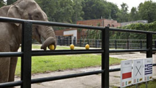Un elefant prezice victoria Poloniei în meciul de deschidere