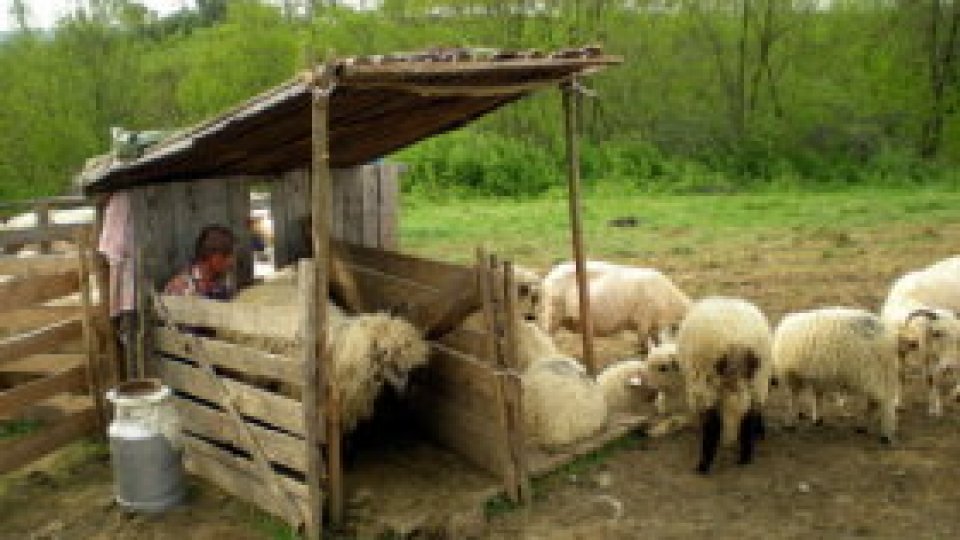 Viața de cioban, cu bune și rele