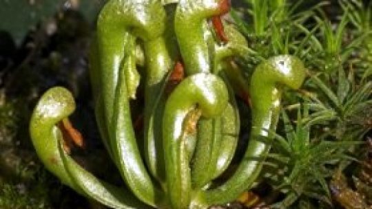 Jurassic Park de Sălaj