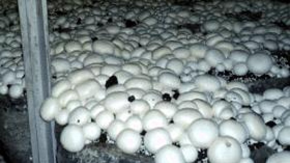 Venituri din cesionarea dreptului de recoltare