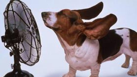 Cum vă protejați de caniculă animalele de casă?