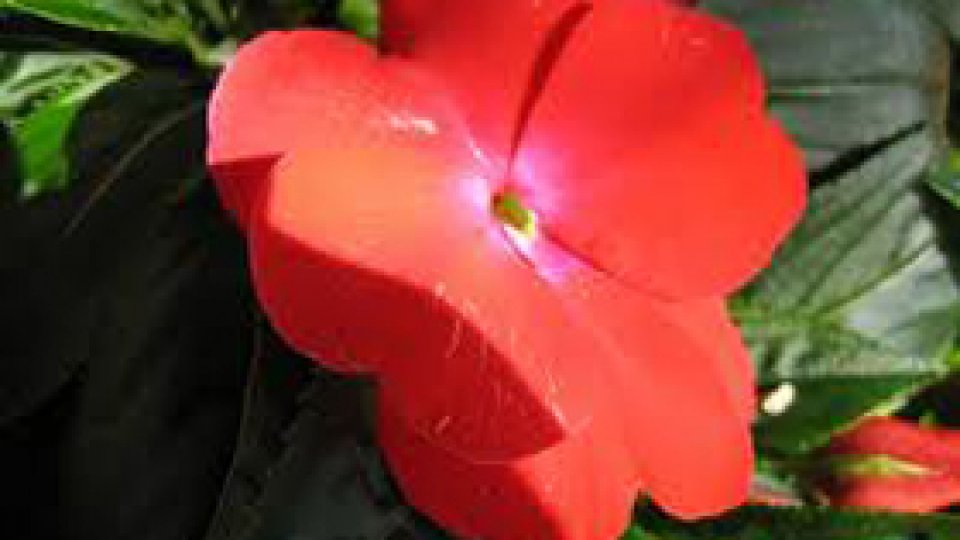 Florile în zilele de foc