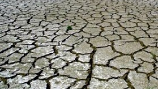 O treime din terenul agricol din Bistriţa, afectat de secetă