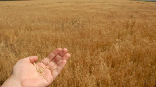 Corn and sunflower crops, "destroyed in 8 counties"