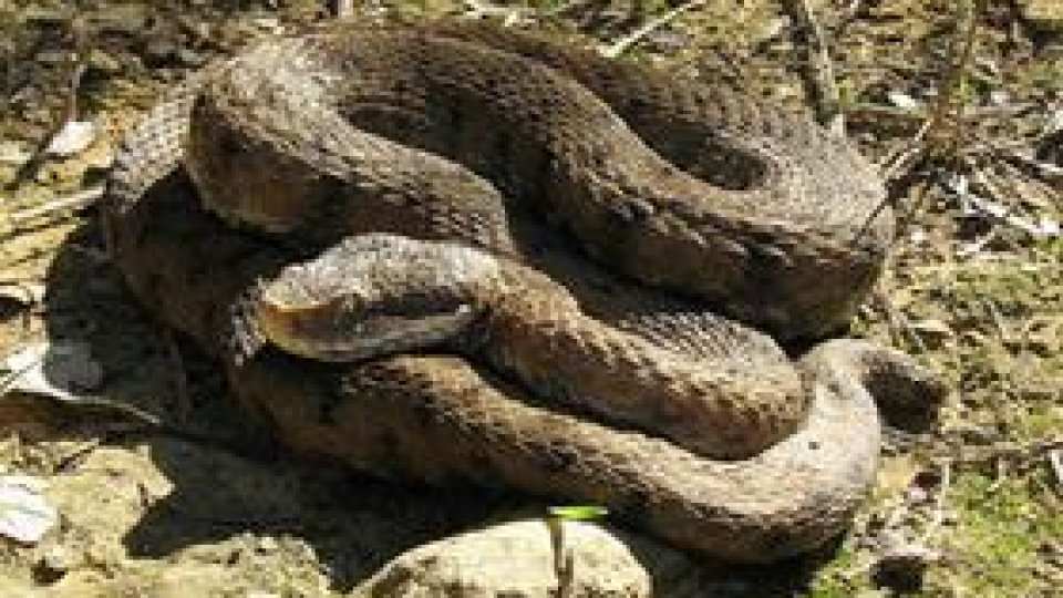 Atenție la vipere!