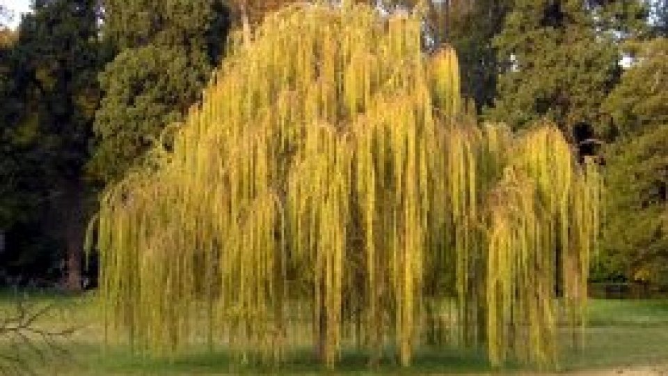 Culturile de salix, investiţie sigură