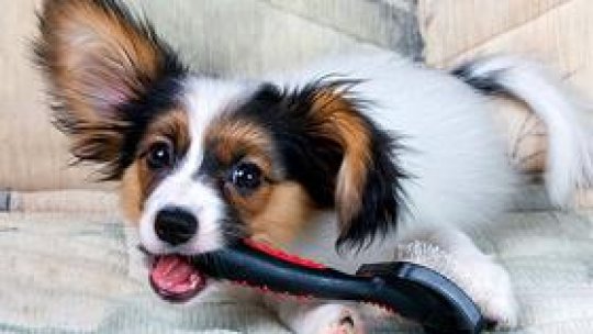 Când și de ce se tund câinii?