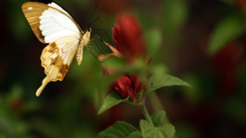 Fluturii de la Fukushima au picioare şi antene mai lungi