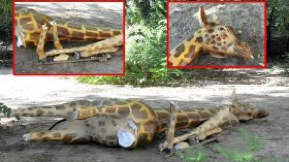 Girafa din faţa Muzeului Antipa, vandalizată