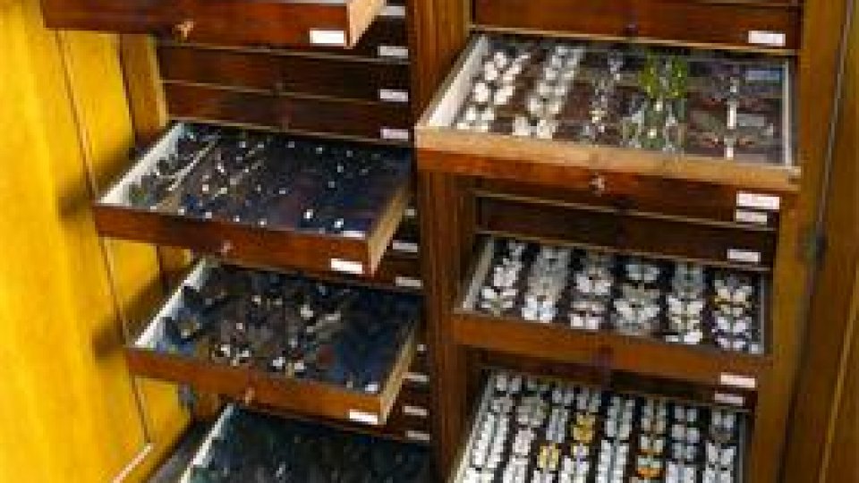 La muzeul Antipa, printre ... lepidoptere