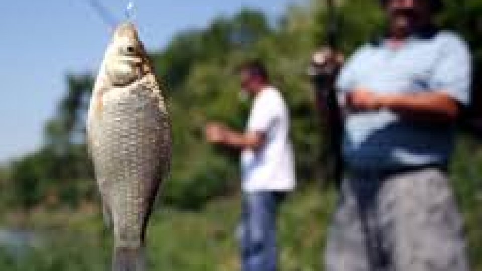 Peşte de 70 de kilograme