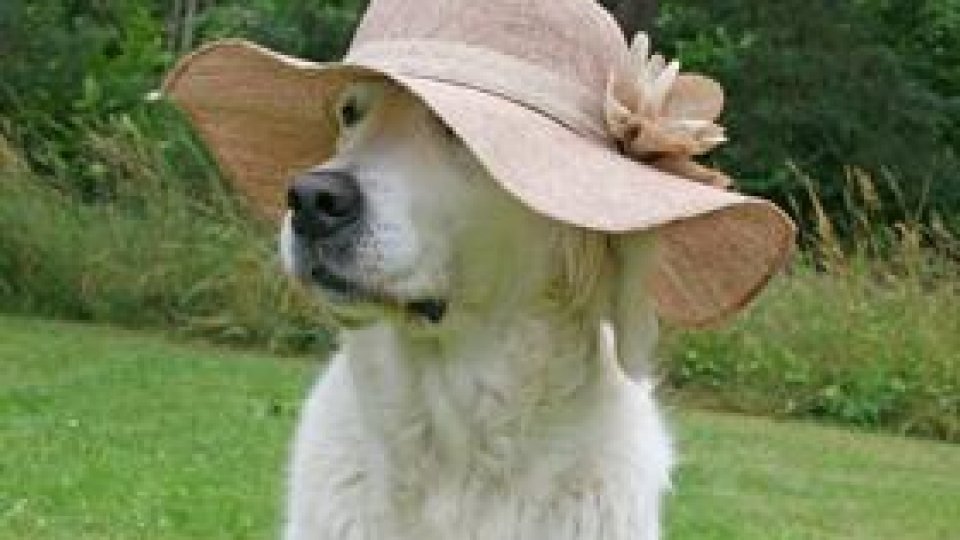 Cesar Millan în variantă românească