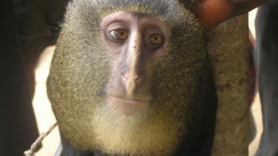 O nouă specie de maimuţă, descoperită în Africa