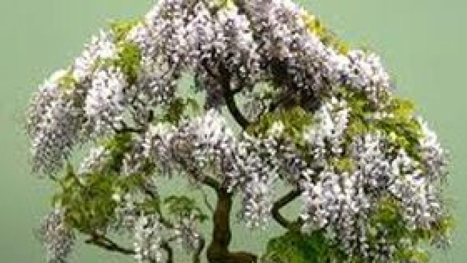 Ce este un Bonsai?