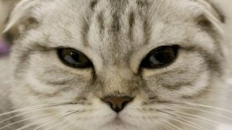 Pisicile cad întotdeuna în picioare?