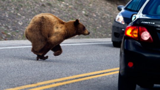 Urşii fac o nouă victimă în Dâmboviţa
