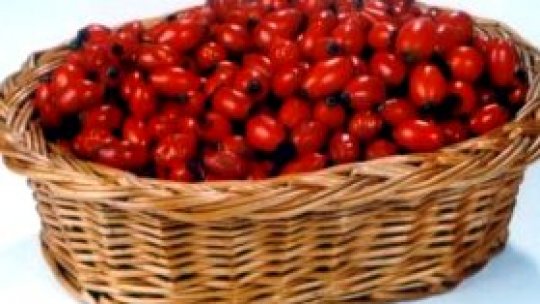 Măceşe olteneşti pentru bebeluşii olandezi