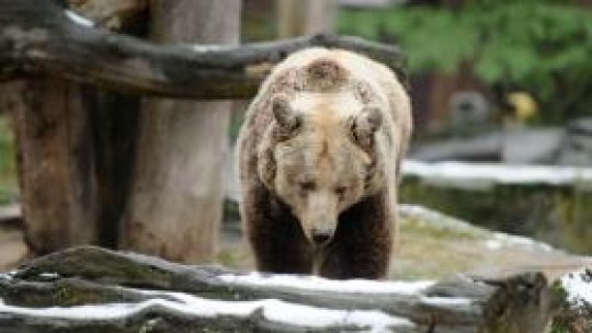 Căutările ursului continuă
