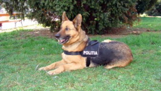 Câini poliţişti români, în misiune europeană